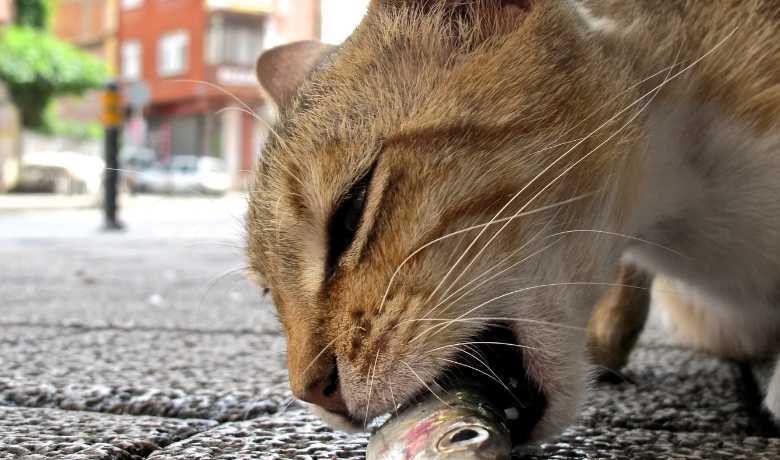 кот ести рыбу
