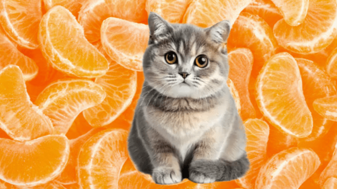 Можно ли кошке мандарины?