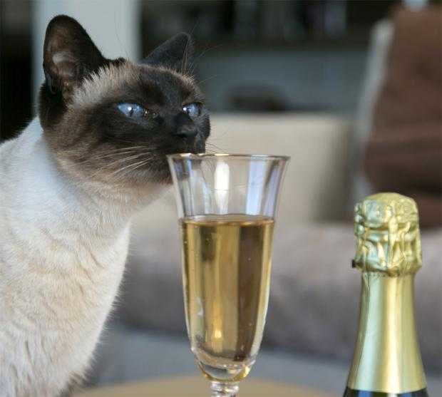 кот нюхает шампанское