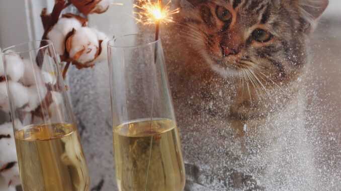 можно ли коту шампанское