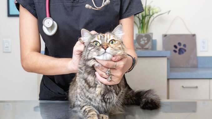 Кот у врача