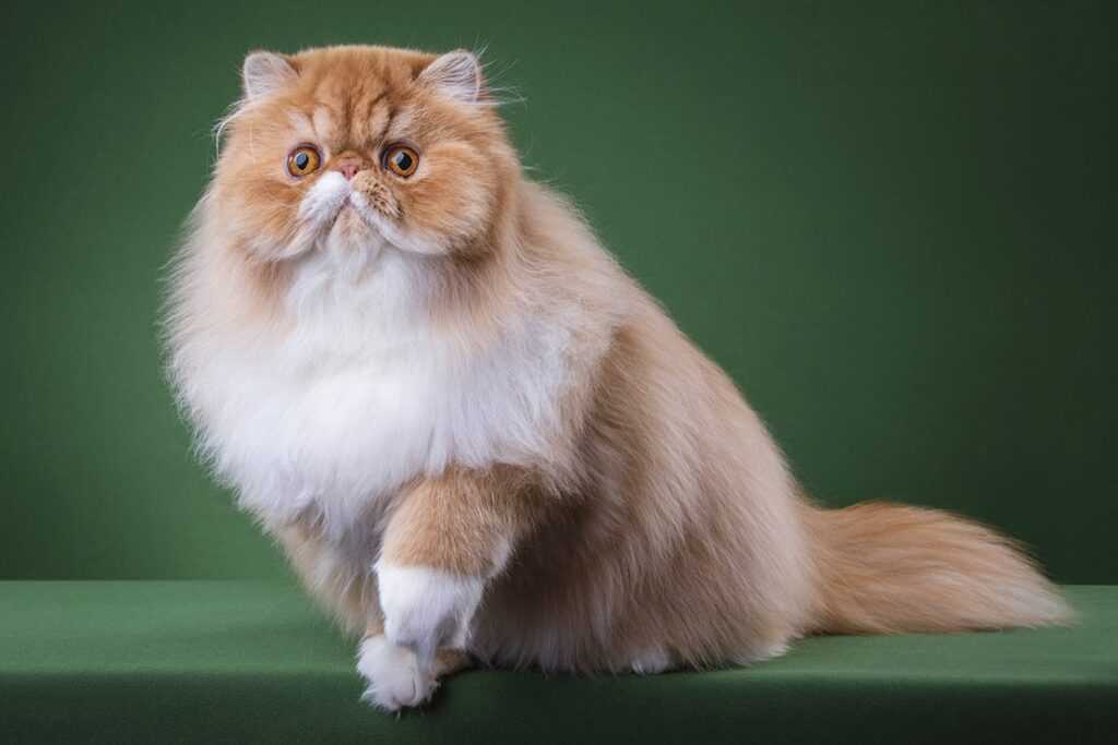 Персидская кошка с белыми лапками