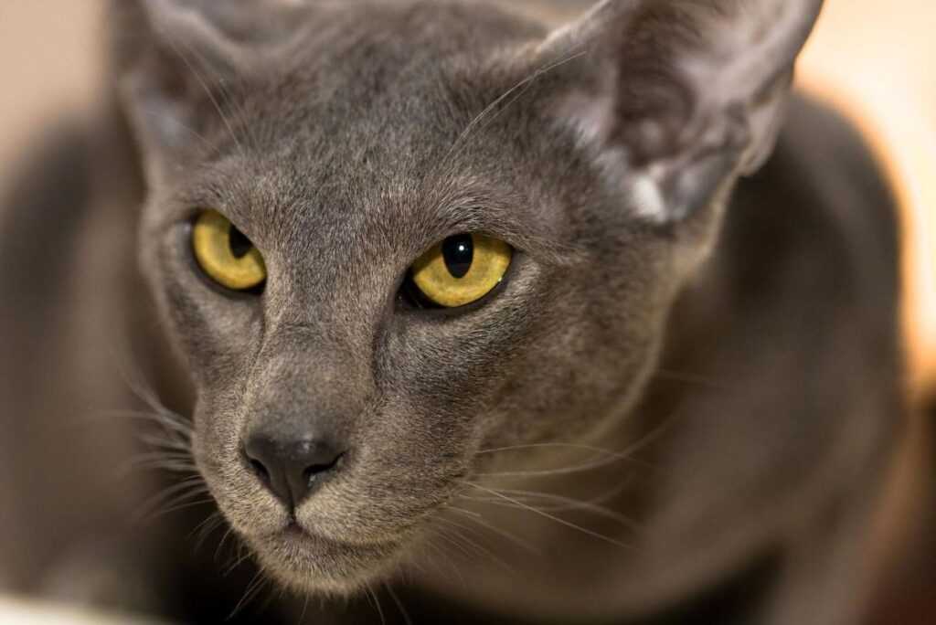 Ориентальная короткошерстная кошкас желтыми глазами