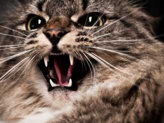 15 агрессивных пород кошек