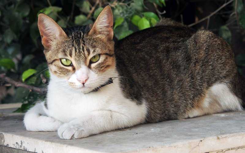 Эгейская кошка с желтыми глазами