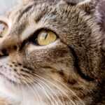10 пород кошек с желтыми глазами