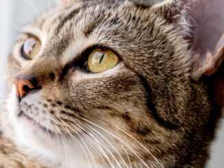 10 пород кошек с желтыми глазами