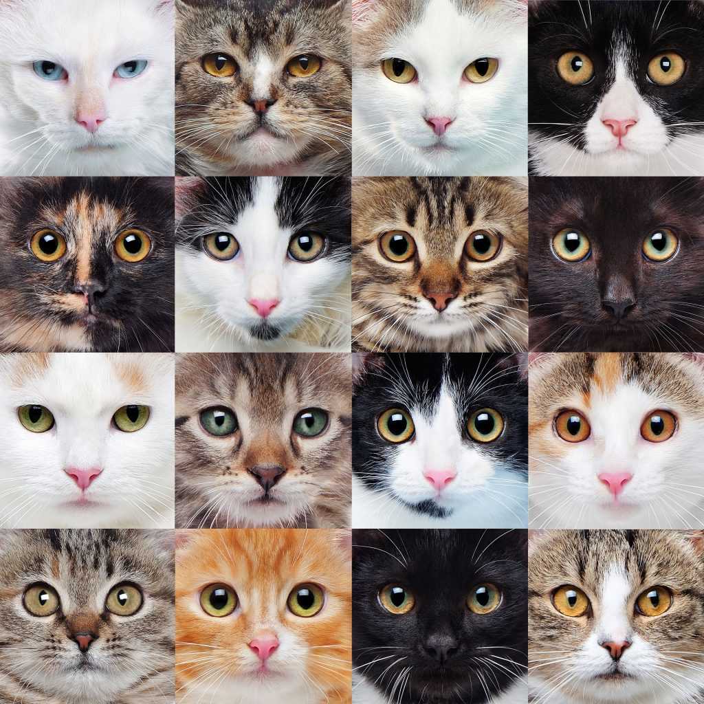 Бывают ли кошки с серыми глазами?