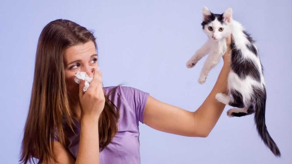Аллергия на кота