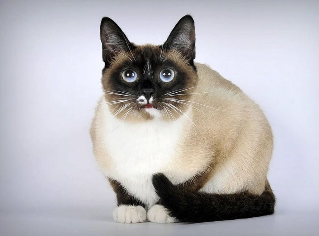 Сиамская кошка с белыми лапками