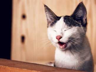 6 причин почему кошка хрипло мяукает