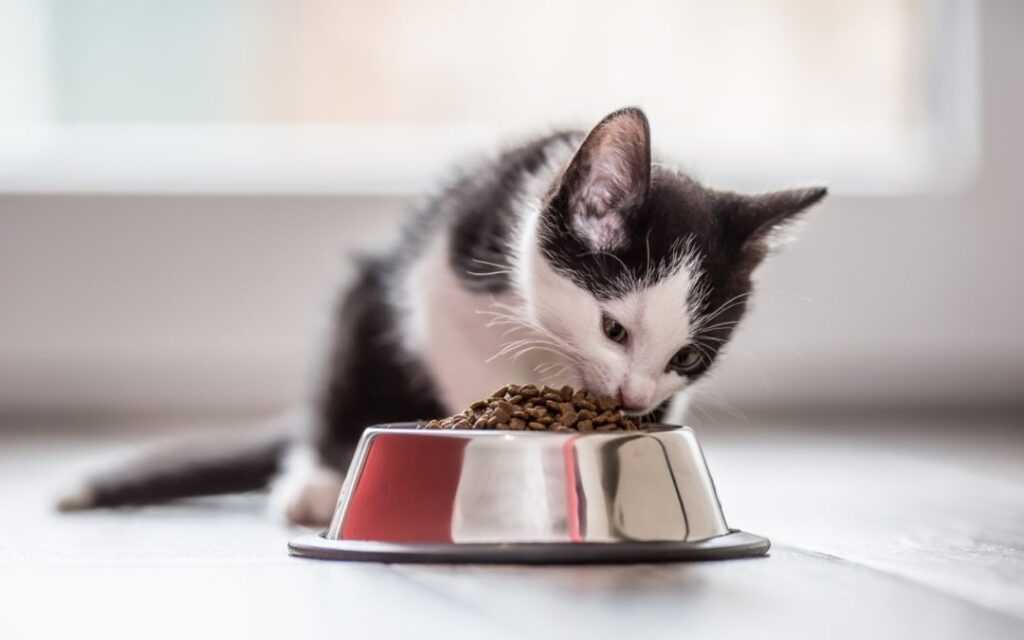 черно-белый котенок ест корм из миски