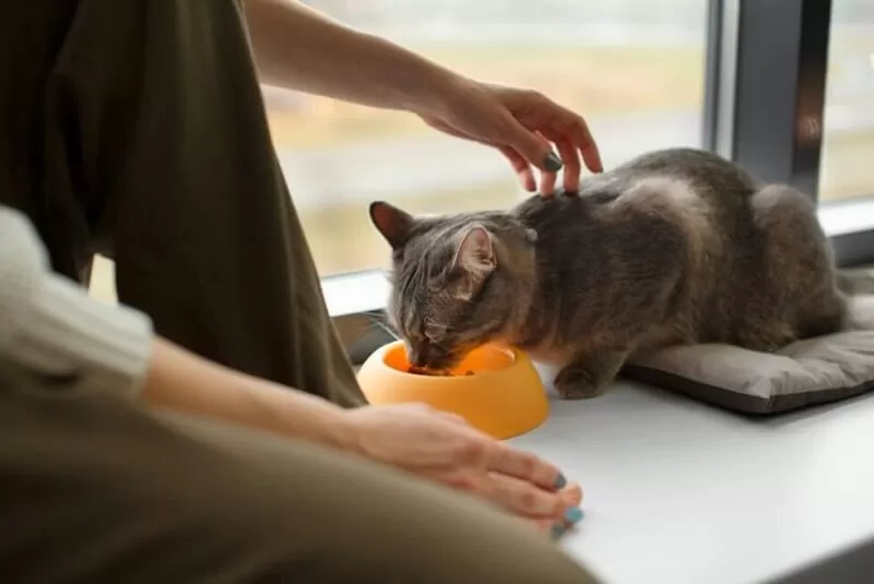 Кошка скрипит зубами во время еды: почему и что делать?