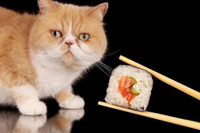 кормление кота суши