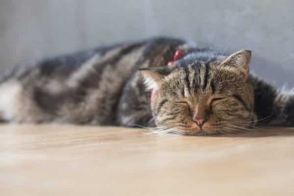 Тошнота у кошки: причины и лечение