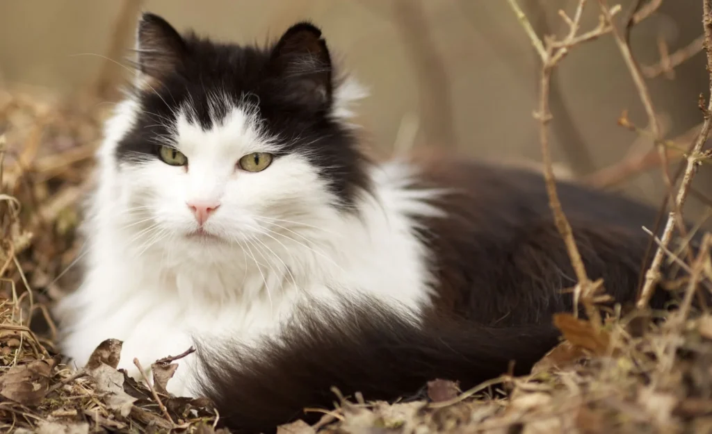 7 проблем со здоровьем норвежских лесных кошек