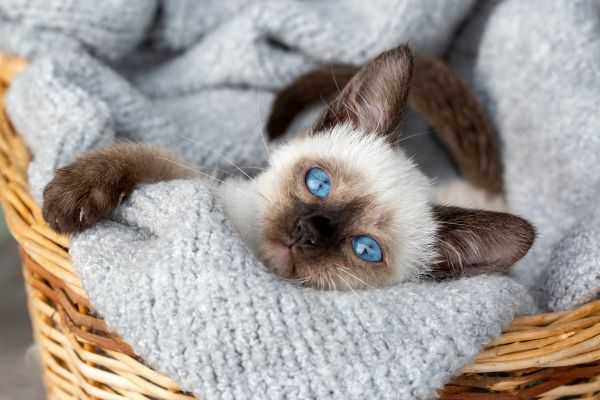 8 причин почему сиамская кошка не ест