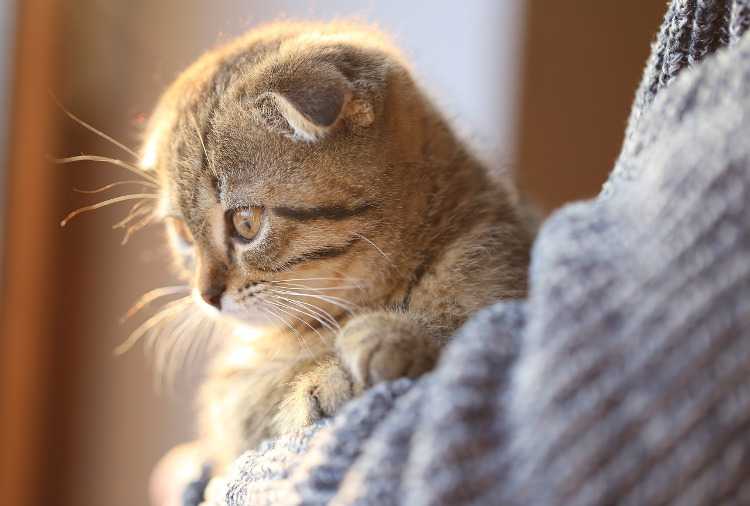 Почему у кошки холодные уши ?