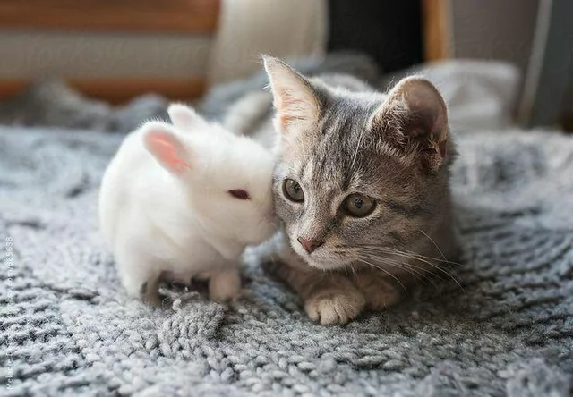 Крольчонок и котенок