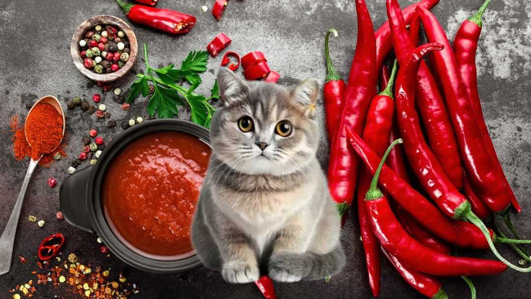 Можно ли кошкам острый соус? | KOTE.info