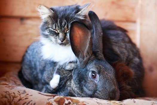 кролик и кот