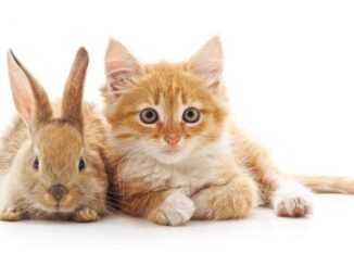 котенок и кролик