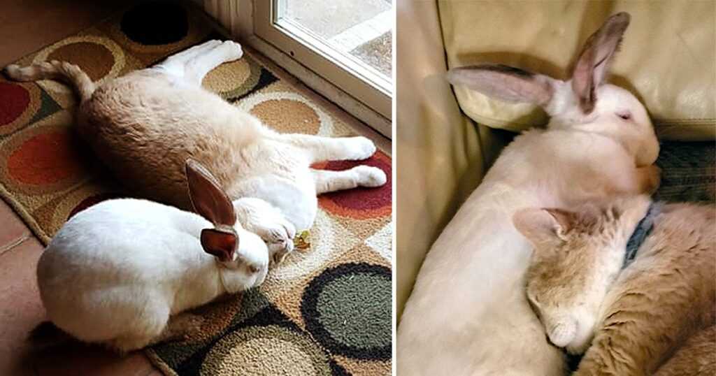 кот и кролик уживаются вместе