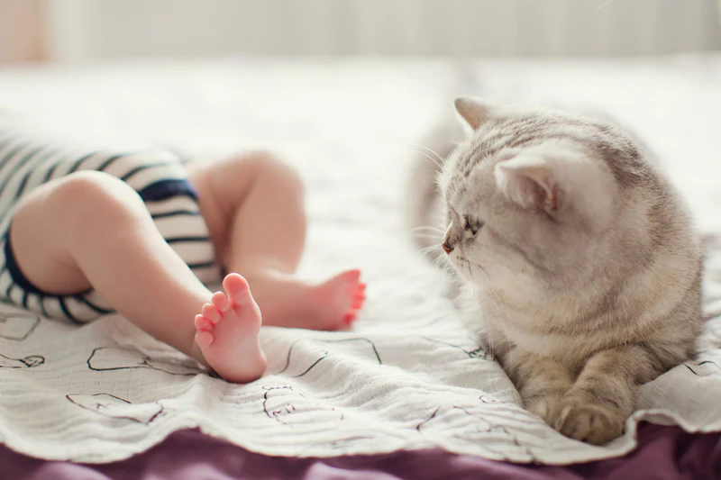 6 мифов о кошках и детях: Интересные факты, которые стоит узнать